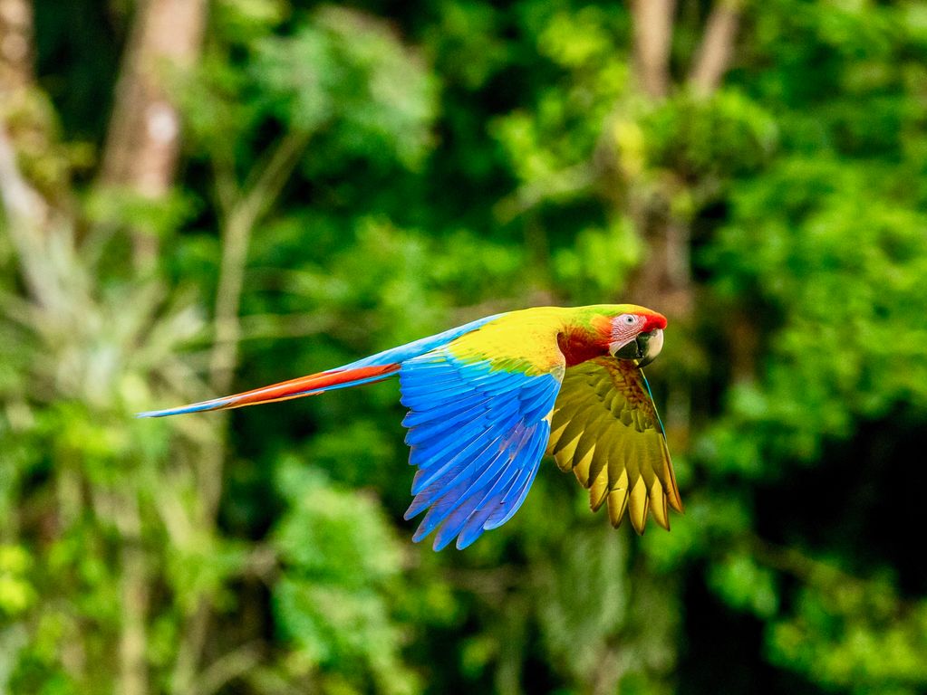 Papegaaien spotten Costa Rica